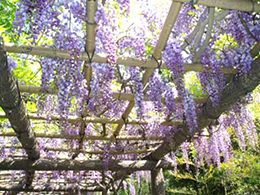 Wisteria