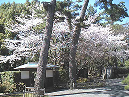 Cherry Blossoms