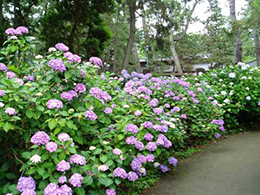 Hydrangea