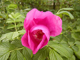 Hamanasu