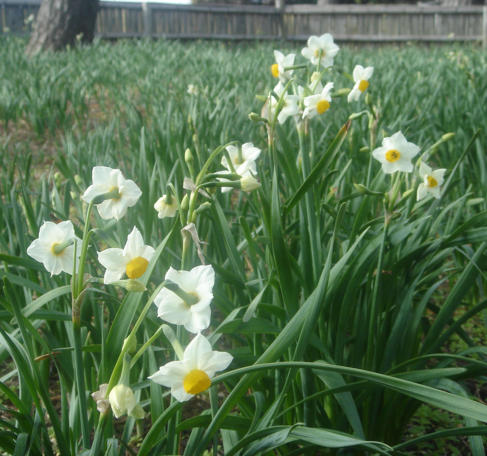 Japanese Narcissus