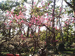 Ume